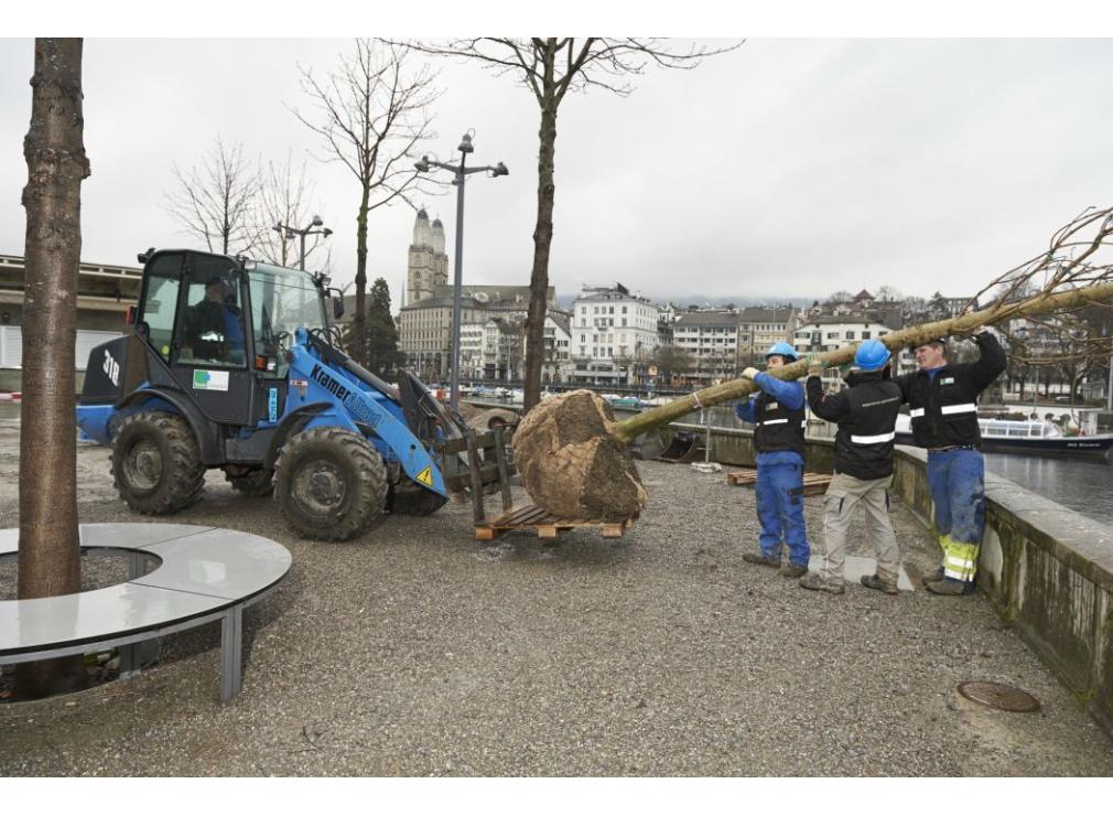 Baum pflanzen Bauschänzli Zürich