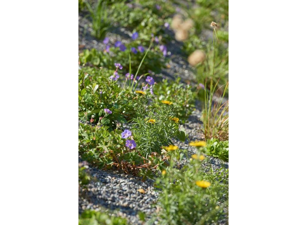 Staudenpflanzung bei der Ikea Spreitenbach