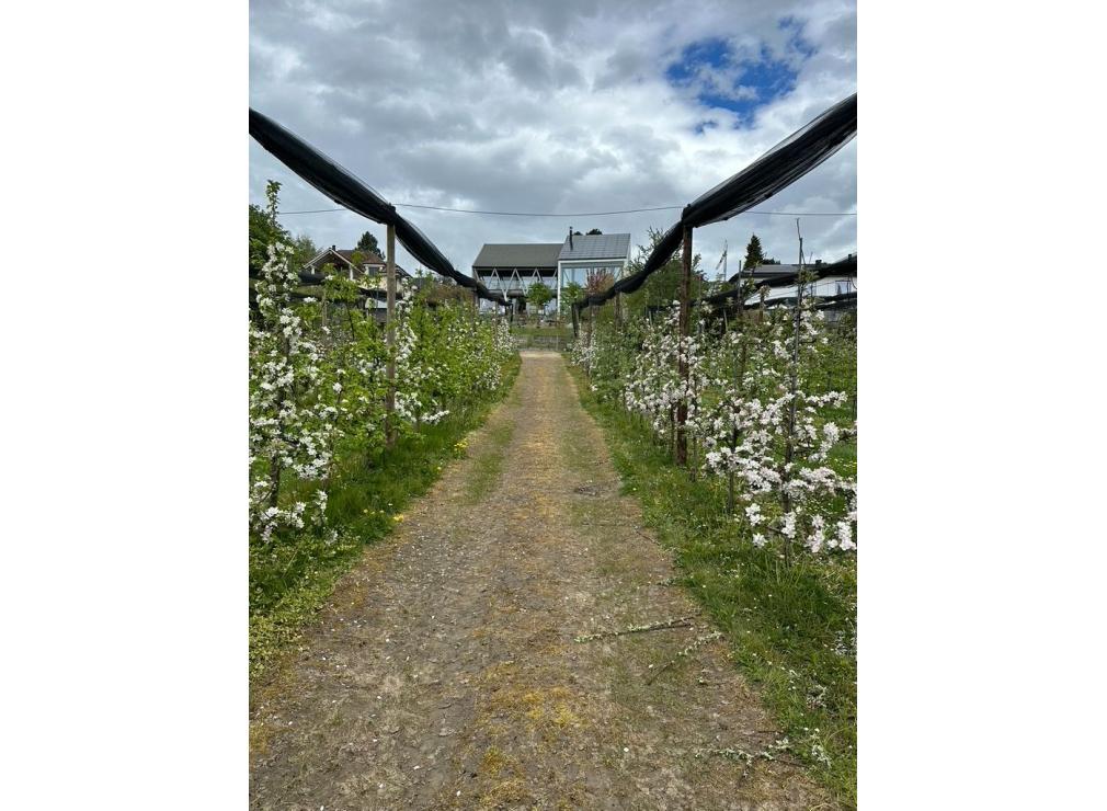 EFH Garten im Furttal