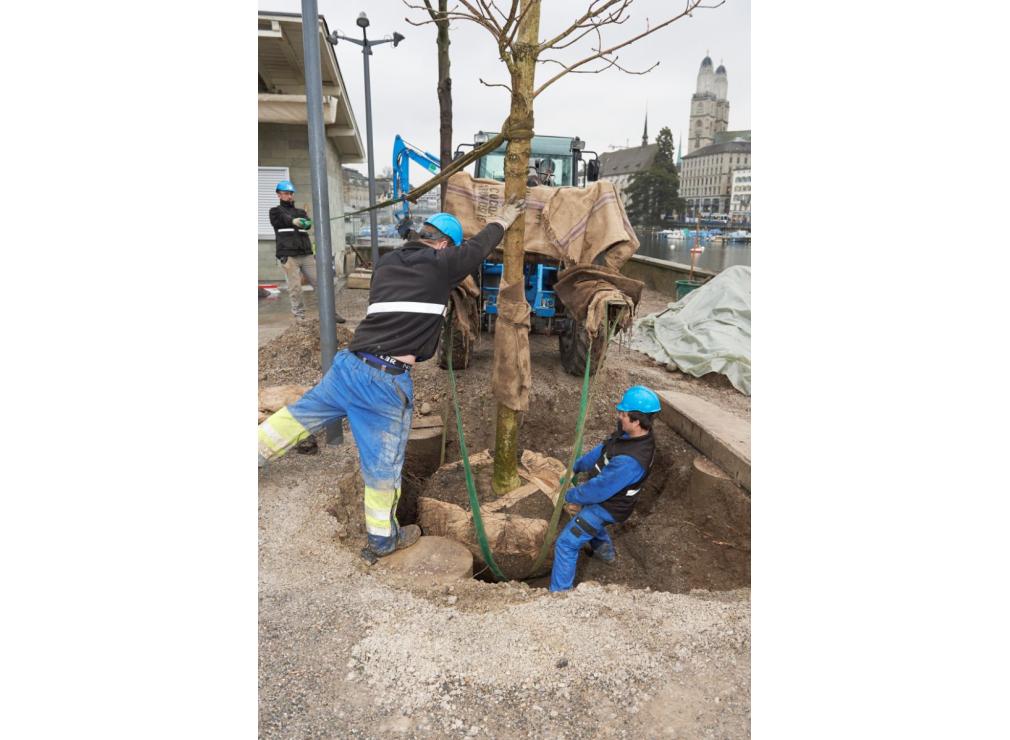 Baum pflanzen Bauschänzli Zürich