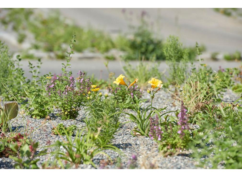 Staudenpflanzung bei der Ikea Spreitenbach