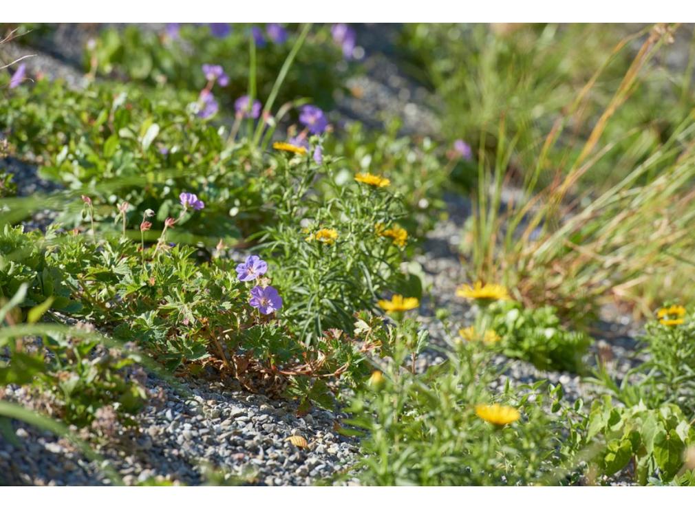 Staudenpflanzung bei der Ikea Spreitenbach