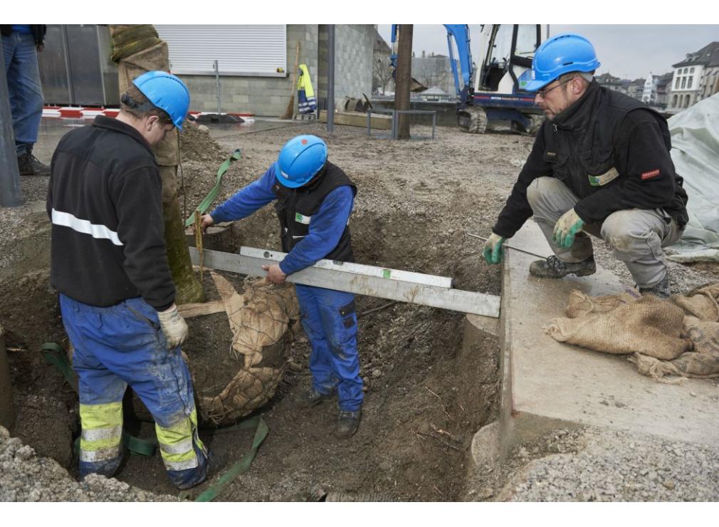 Baum pflanzen Bauschänzli Zürich