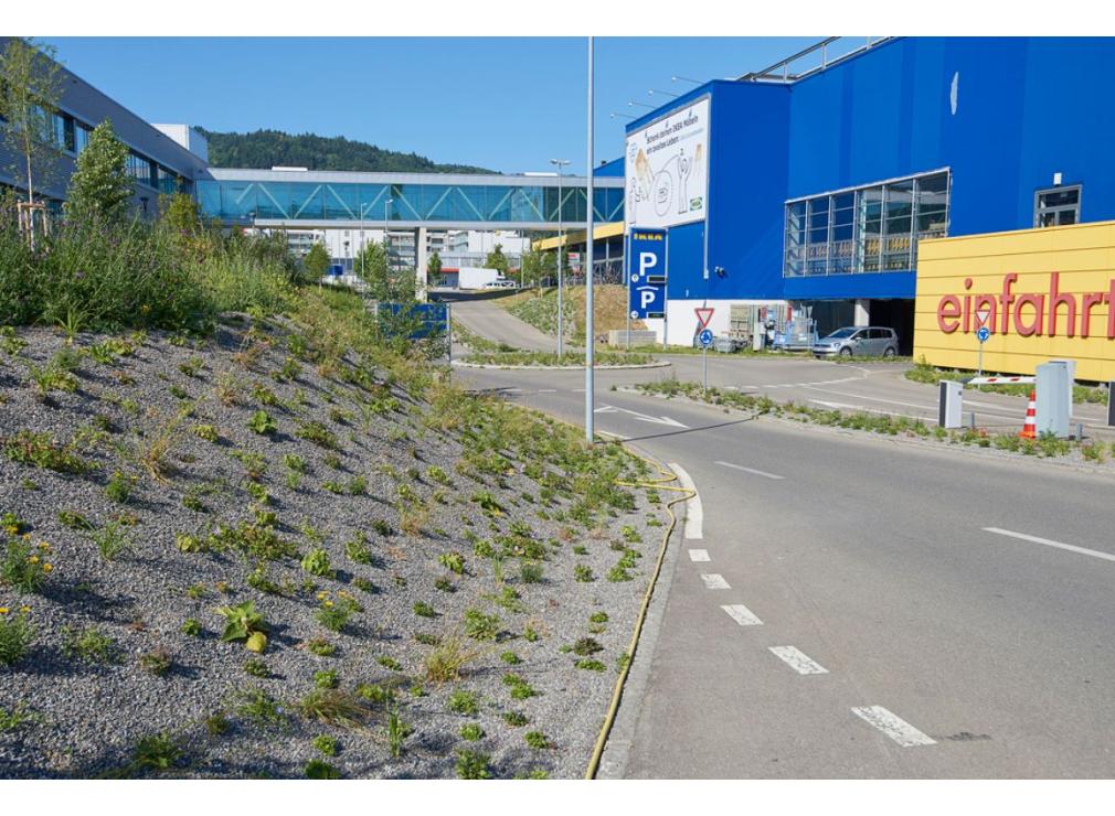 Staudenpflanzung bei der Ikea Spreitenbach