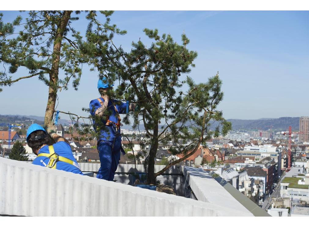 Dachgarten bepflanzen