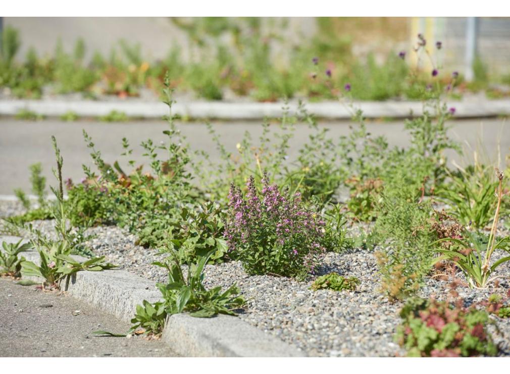 Staudenpflanzung bei der Ikea Spreitenbach