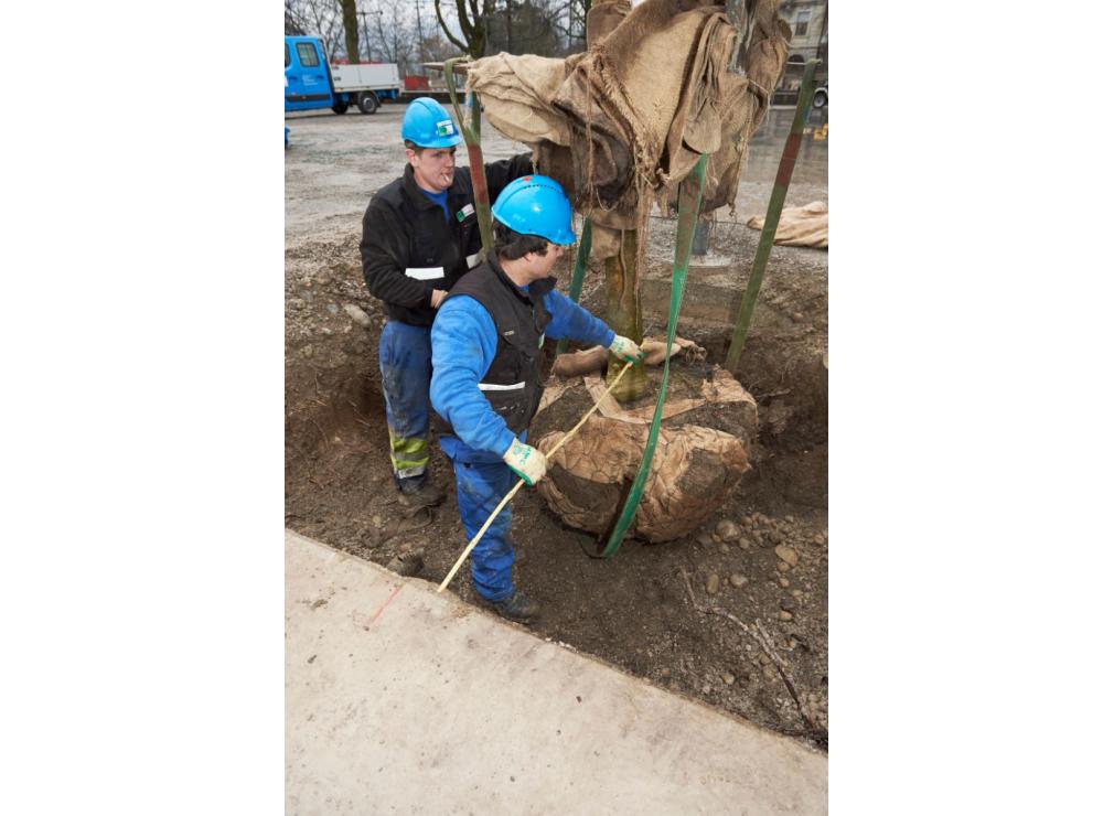 Baum pflanzen Bauschänzli Zürich