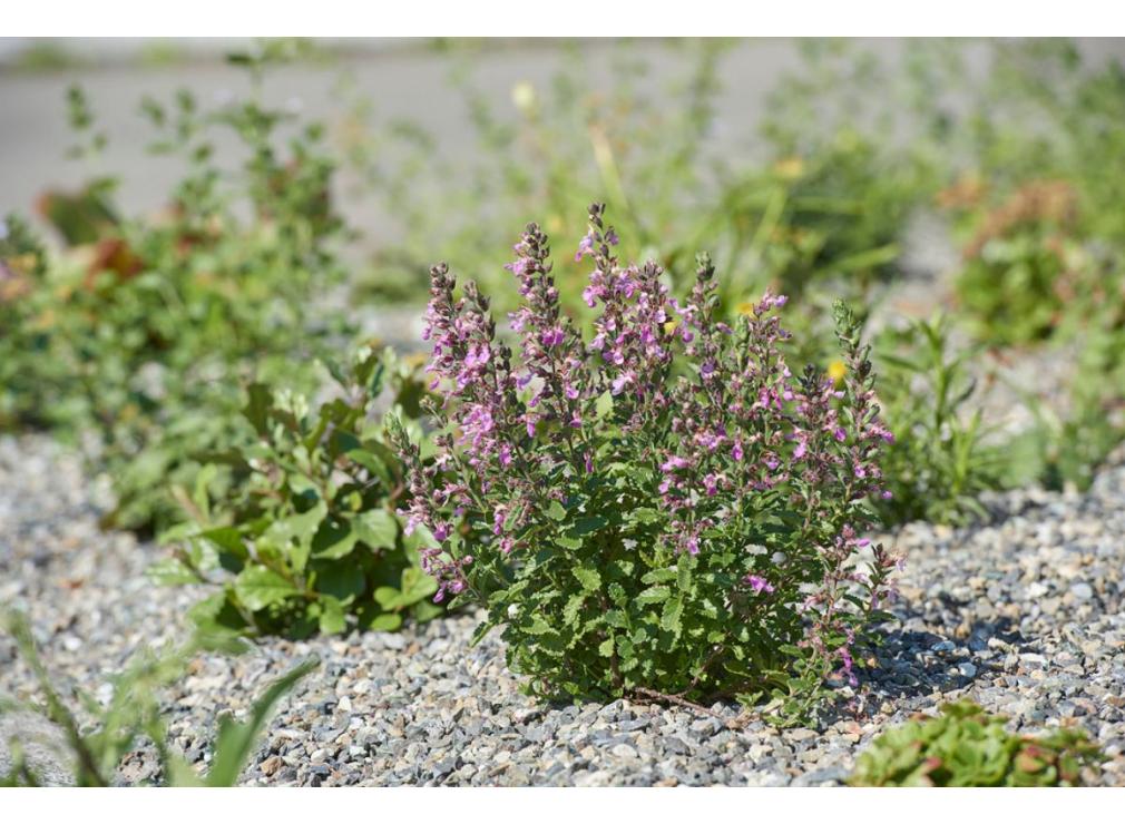 Staudenpflanzung bei der Ikea Spreitenbach