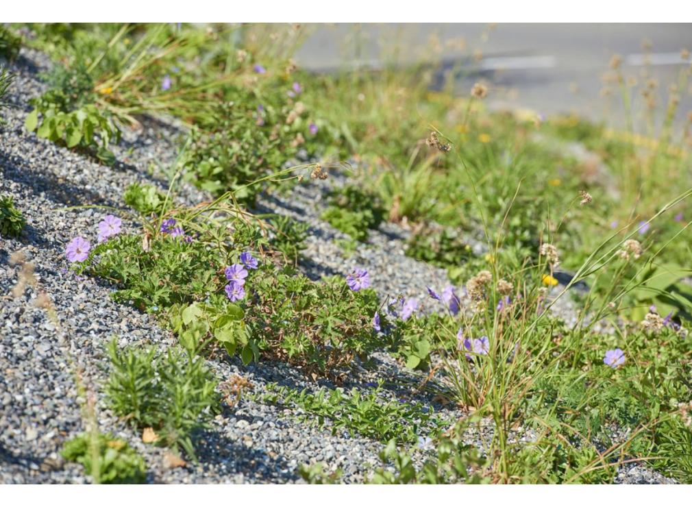 Staudenpflanzung bei der Ikea Spreitenbach