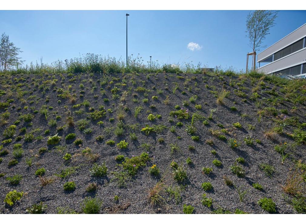 Staudenpflanzung bei der Ikea Spreitenbach