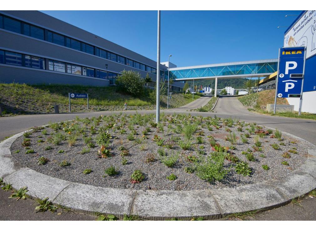 Staudenpflanzung bei der Ikea Spreitenbach