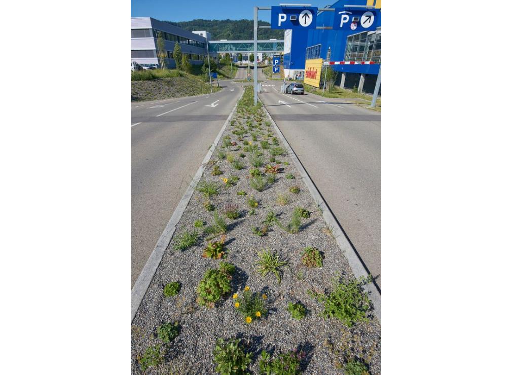 Staudenpflanzung bei der Ikea Spreitenbach