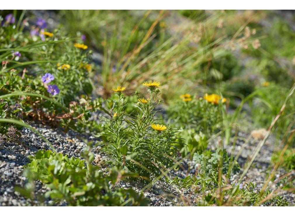 Staudenpflanzung bei der Ikea Spreitenbach
