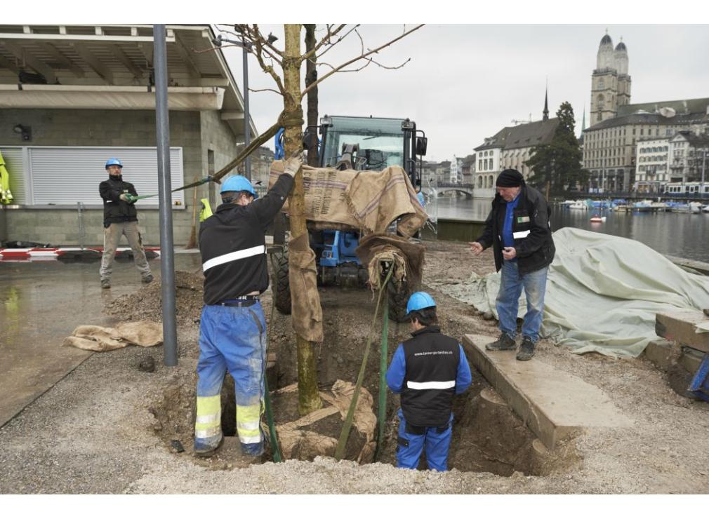 Baum pflanzen Bauschänzli Zürich
