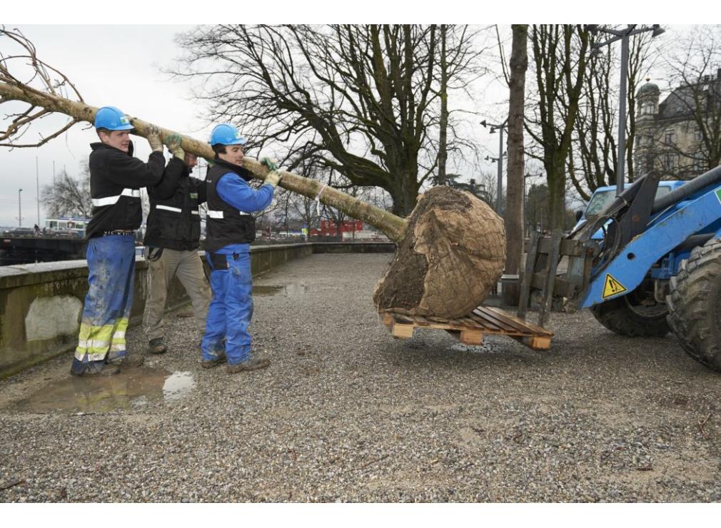 Baum pflanzen Bauschänzli Zürich