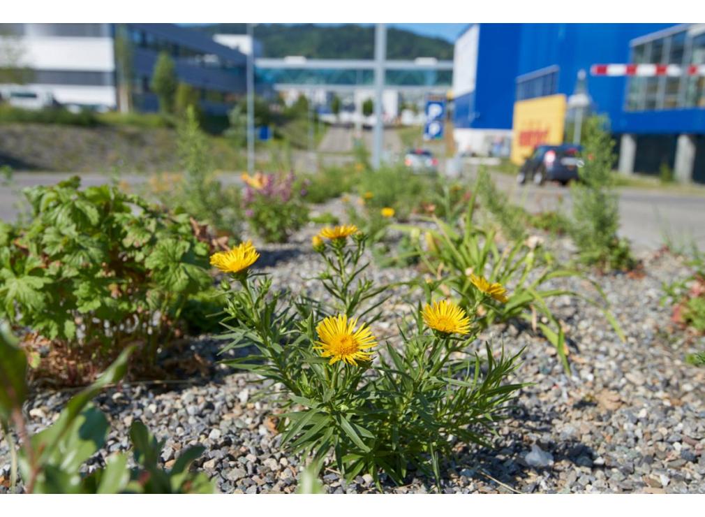Staudenpflanzung bei der Ikea Spreitenbach