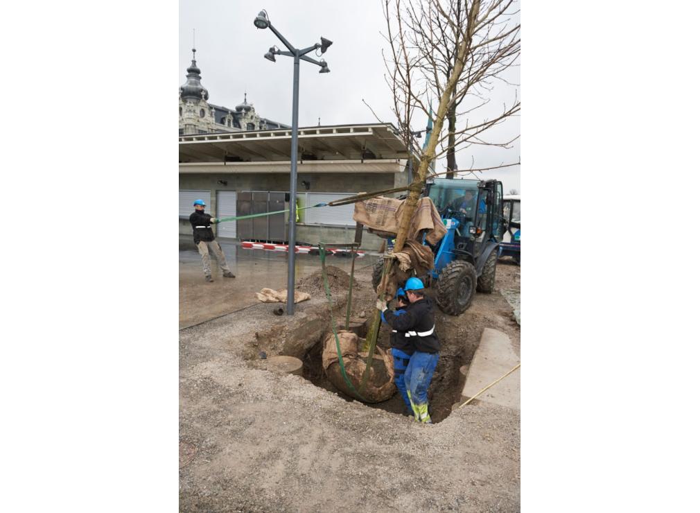 Baum pflanzen Bauschänzli Zürich