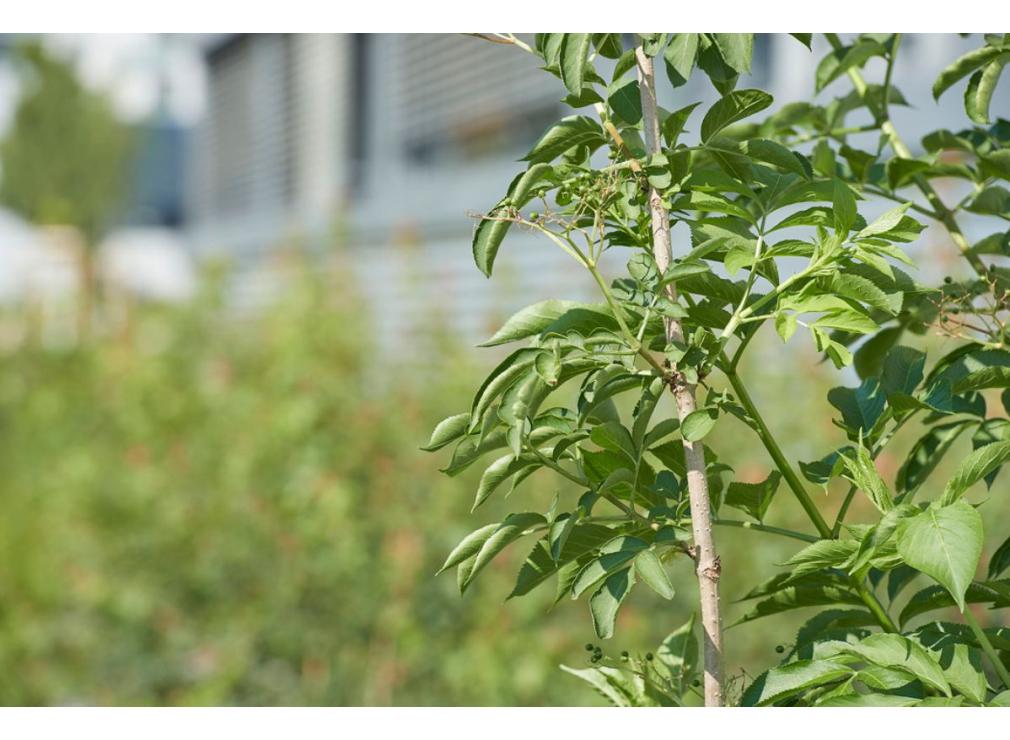 Staudenpflanzung bei der Ikea Spreitenbach
