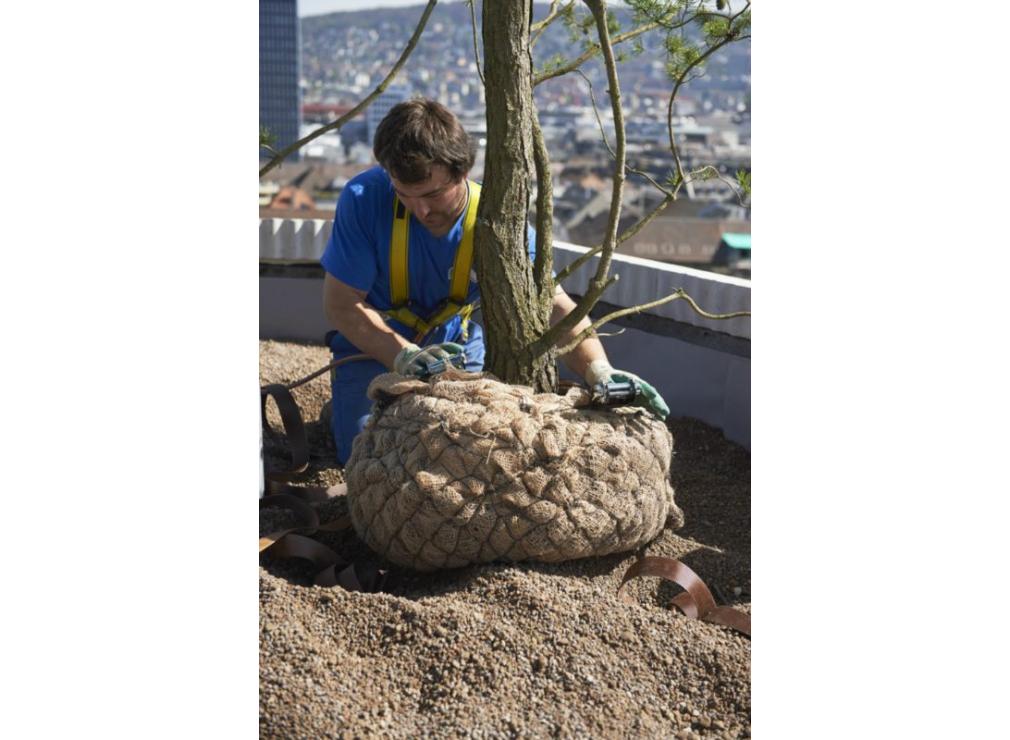 Dachgarten bepflanzen