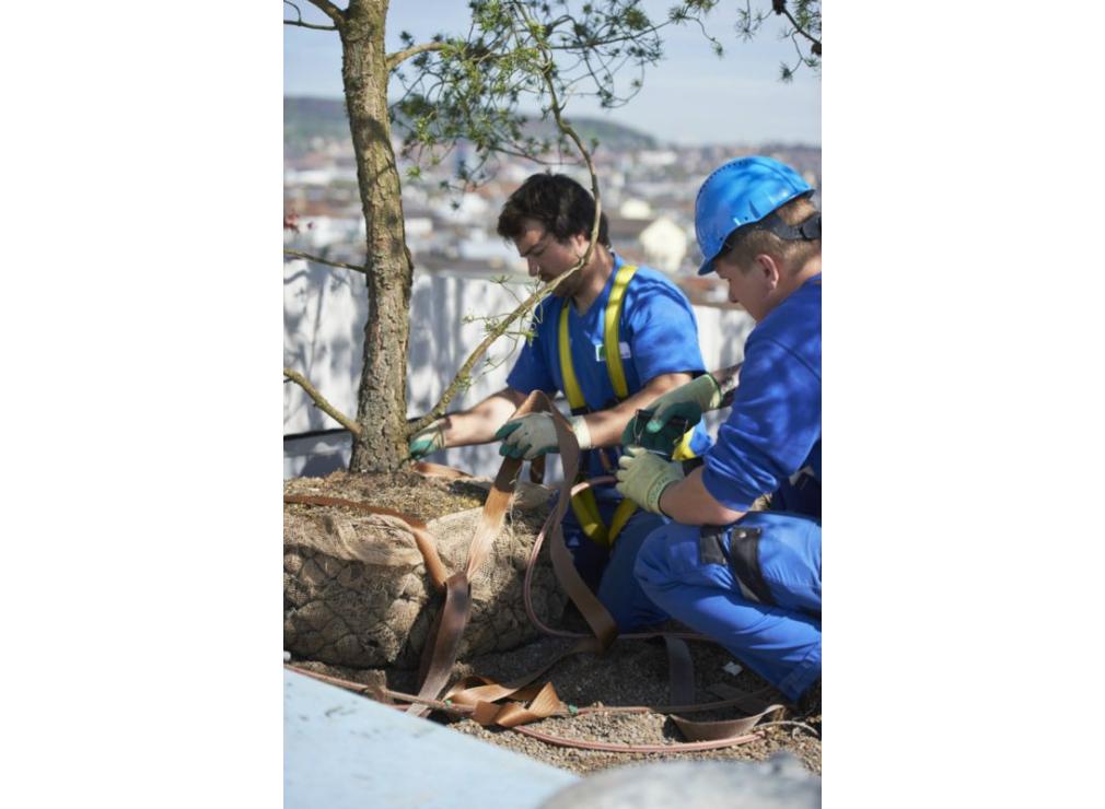 Dachgarten bepflanzen
